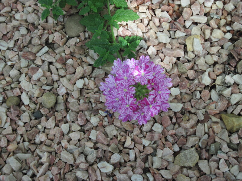 Purple Flower in Gravel