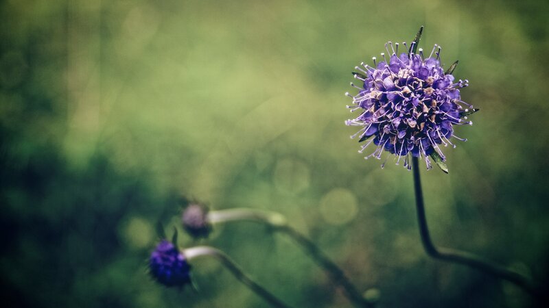 purple flower in green field