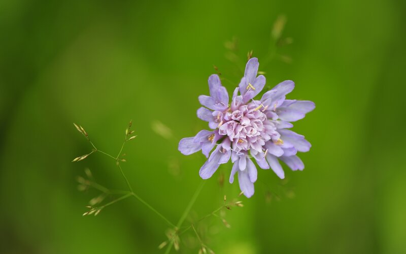 Purple flower in green field