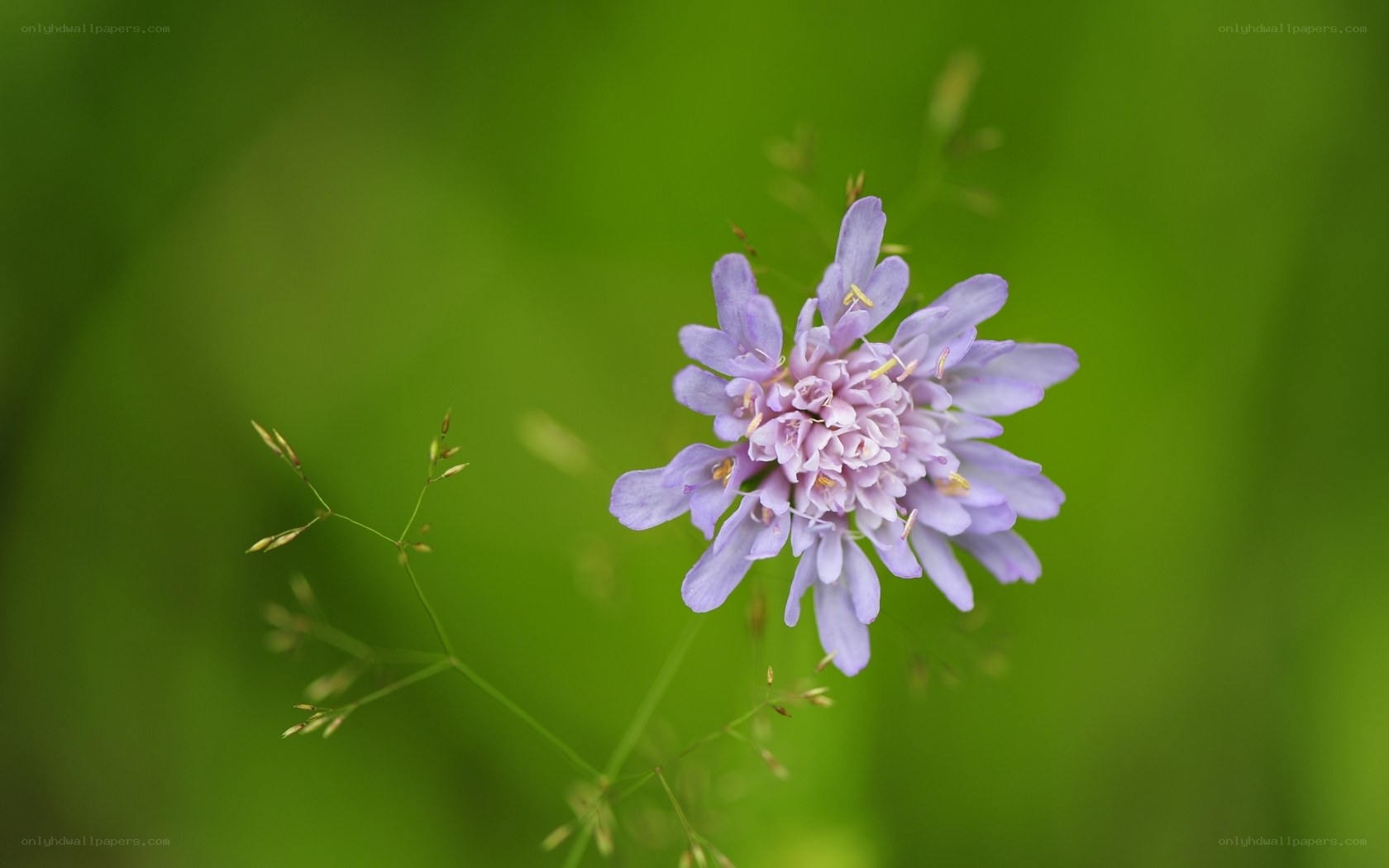 Purple flower in green field
