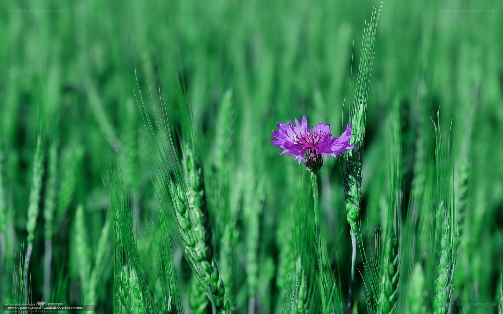 Purple flower in green field
