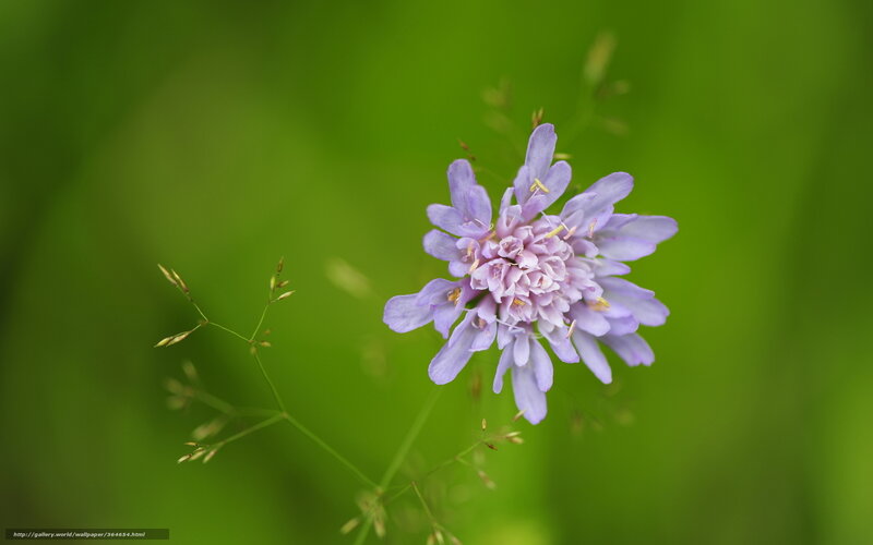 purple flower in green field