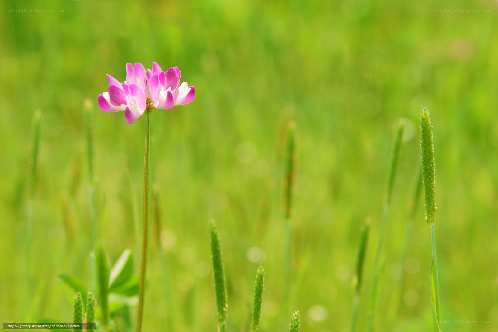Purple flower in green field