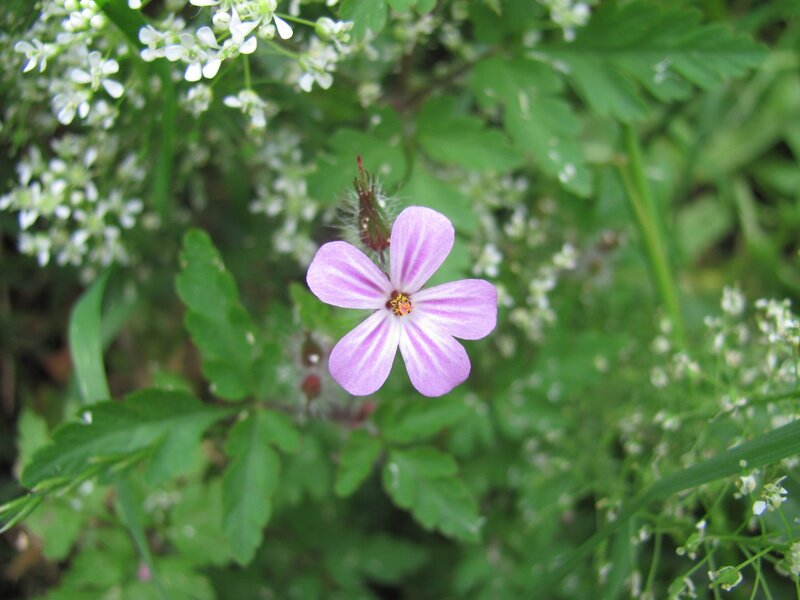 purple flower in green foliage