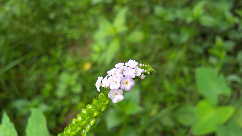 purple flower in green foliage