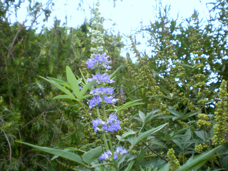 purple flower in green foliage