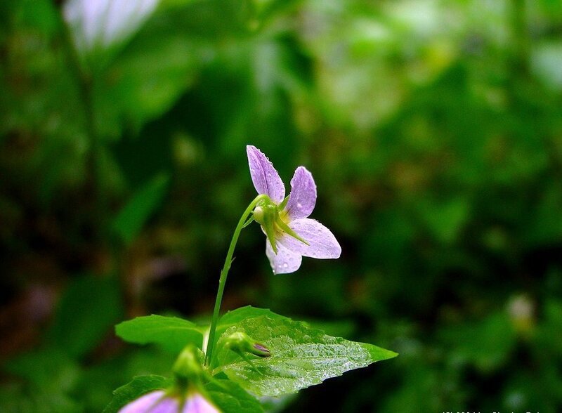 Purple flower in green foliage