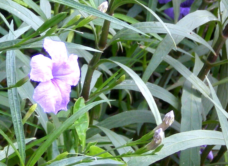 purple flower in green foliage