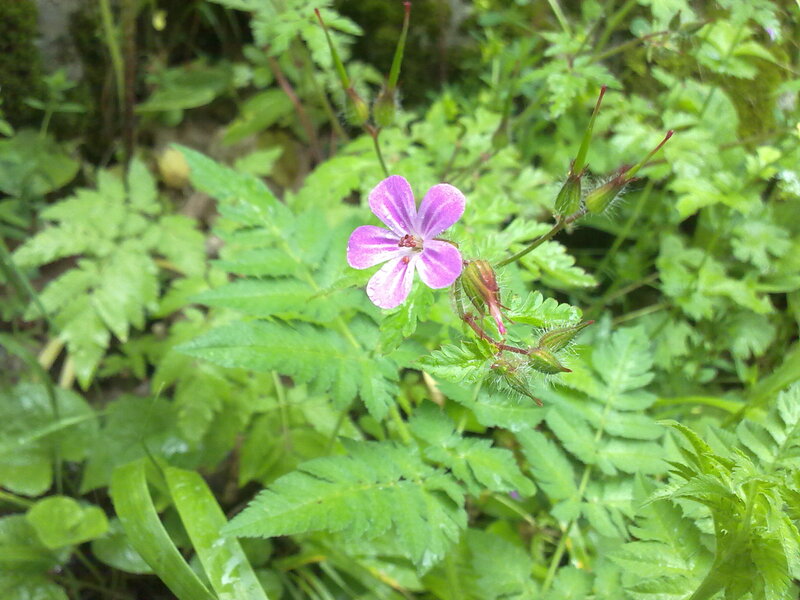 purple flower in green foliage