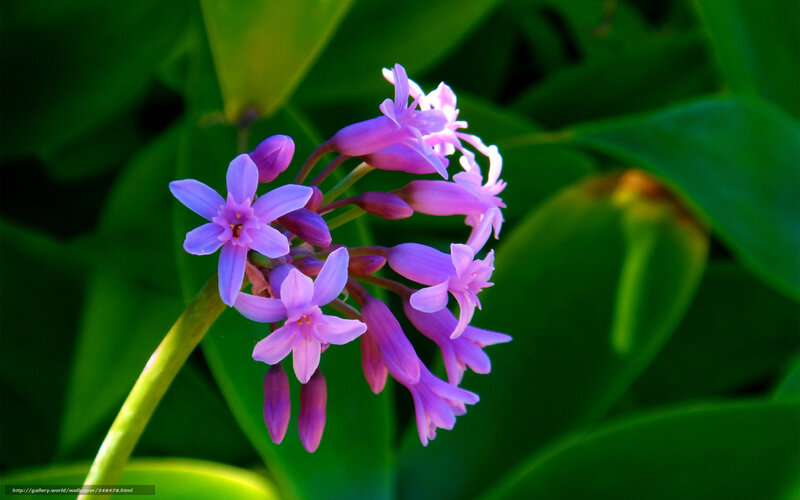 Purple flower in green foliage