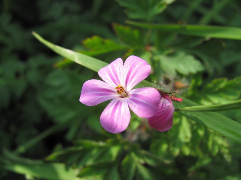 purple flower in green foliage