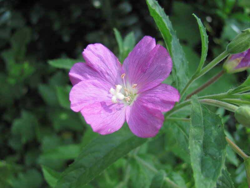 purple flower in green foliage