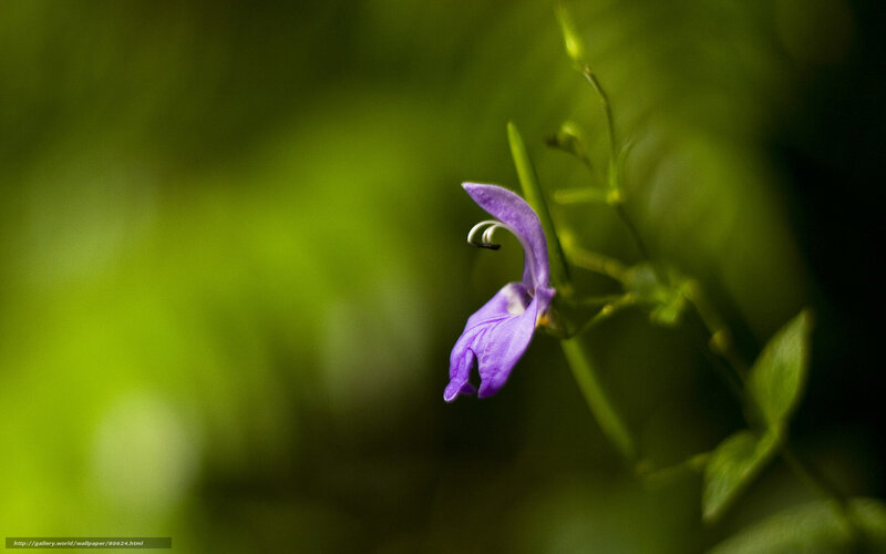 Purple flower in green foliage