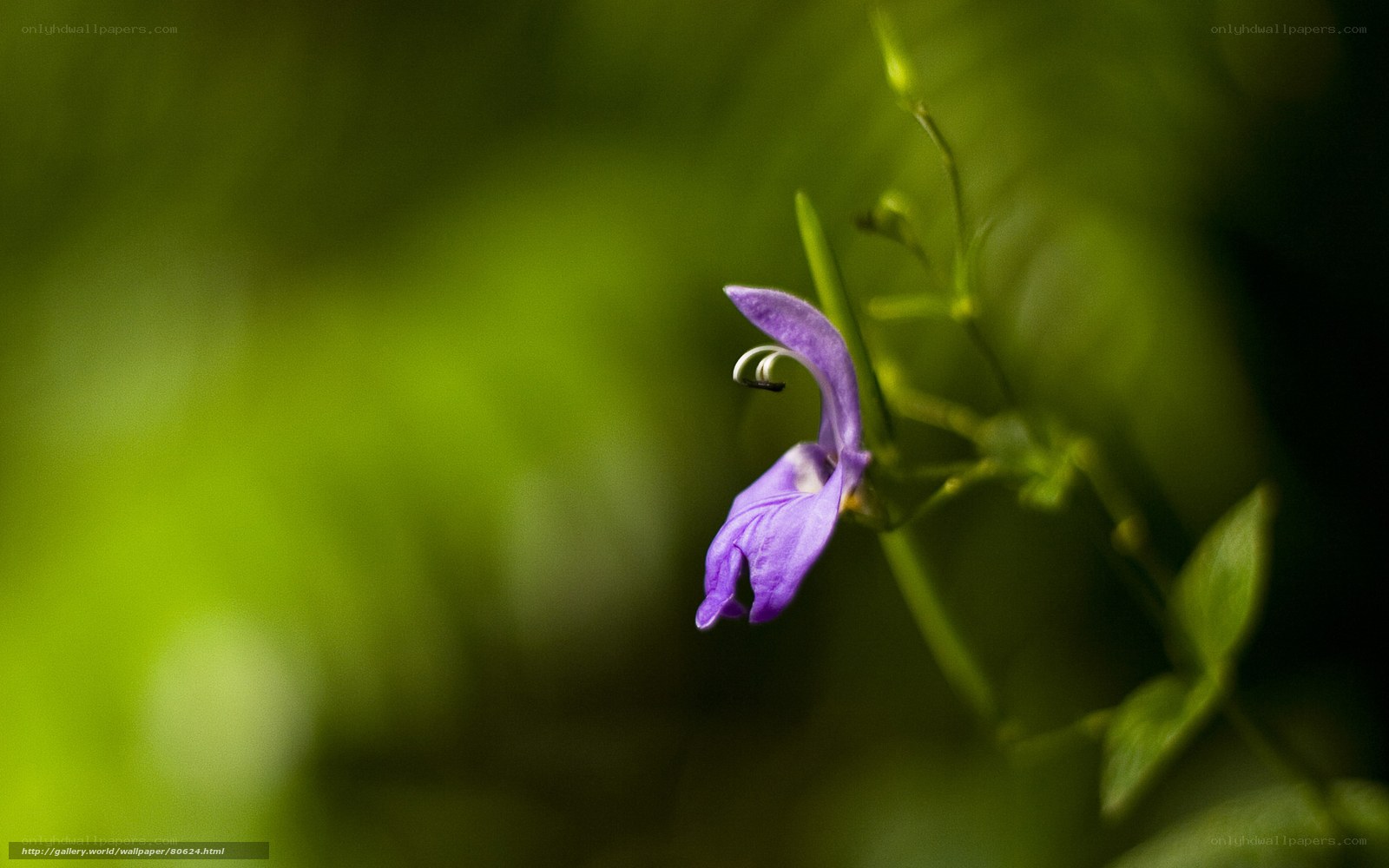 Purple flower in green foliage