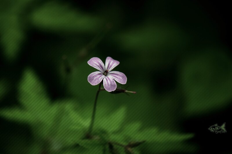 Purple flower in green forest