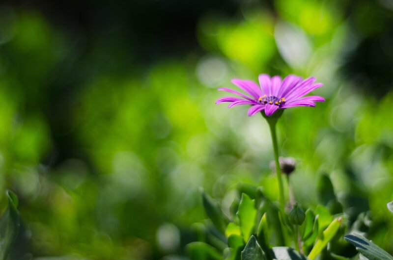 Purple flower in green garden