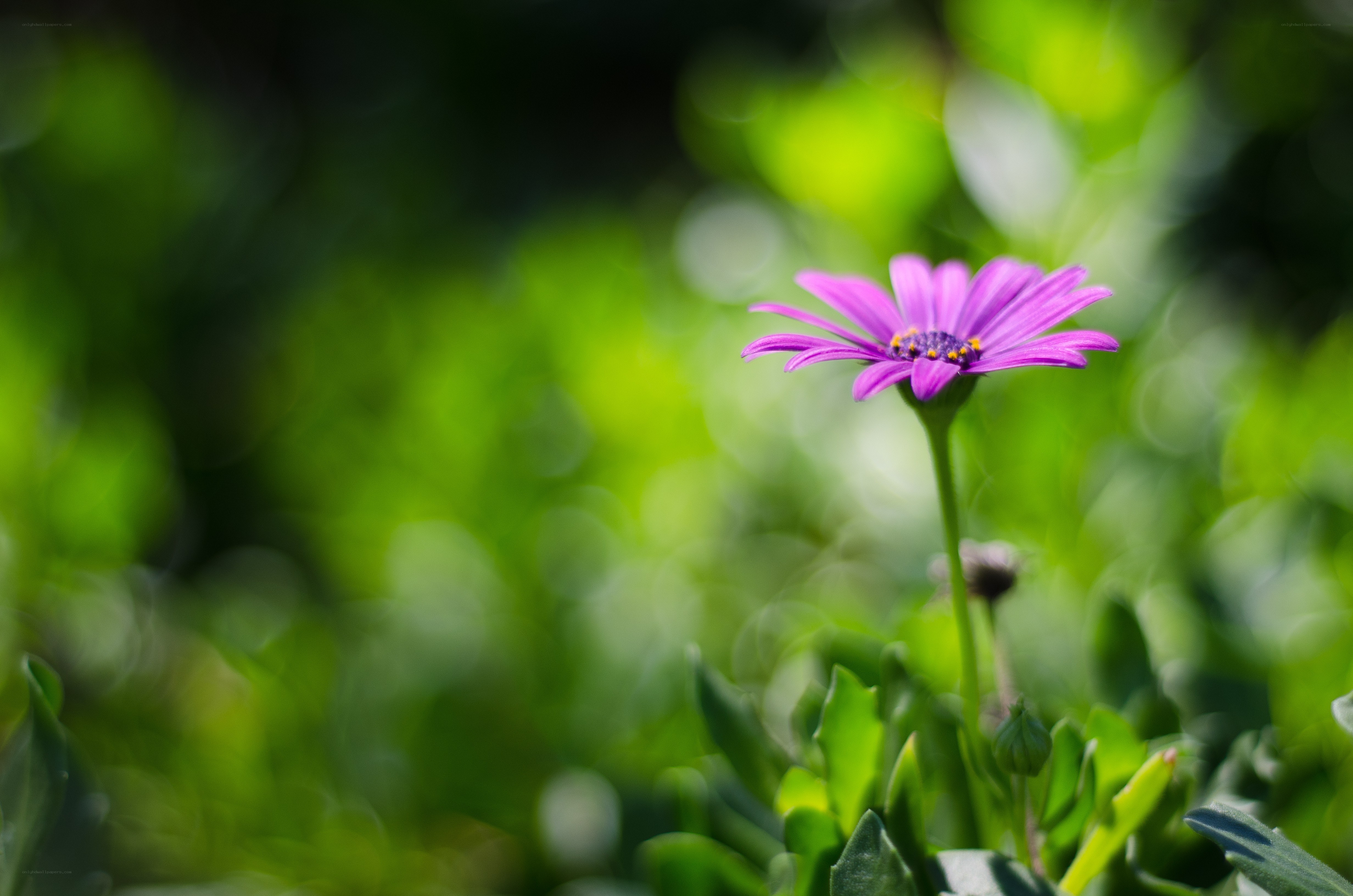 Purple flower in green garden