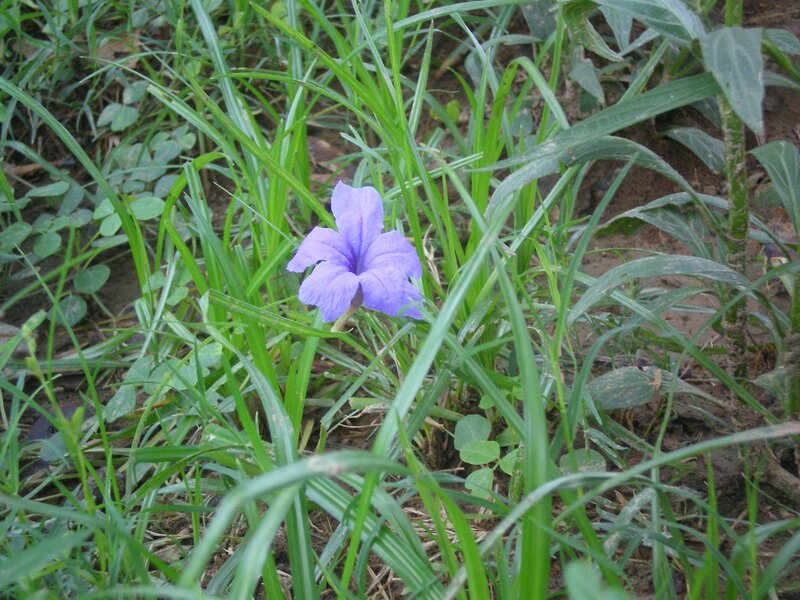 Purple flower in green grass