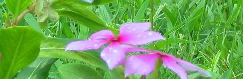 purple flower in green grass