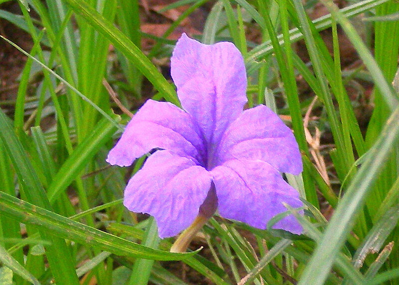 purple flower in green grass
