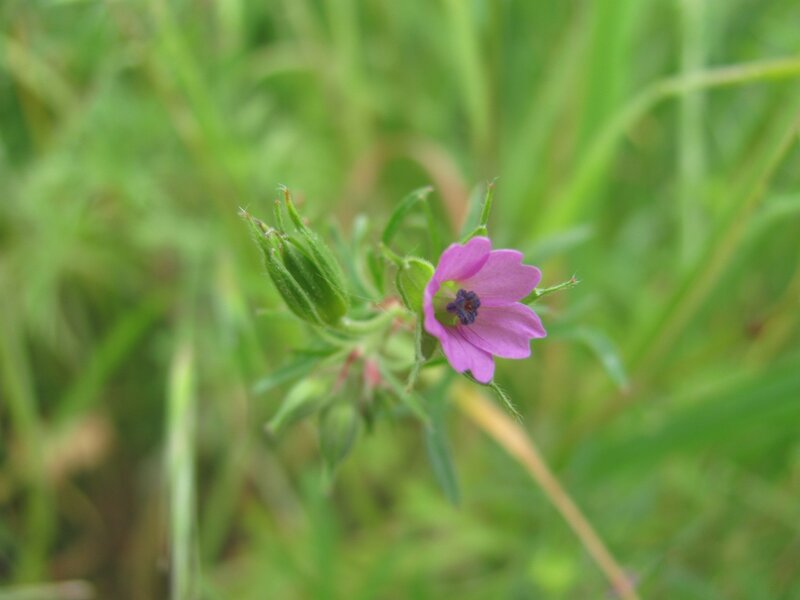purple flower in green grass