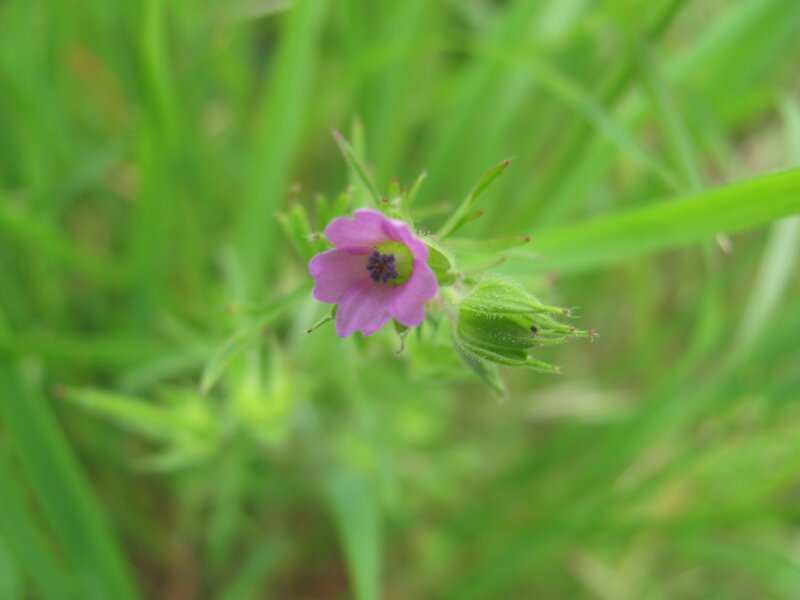 purple flower in green grass