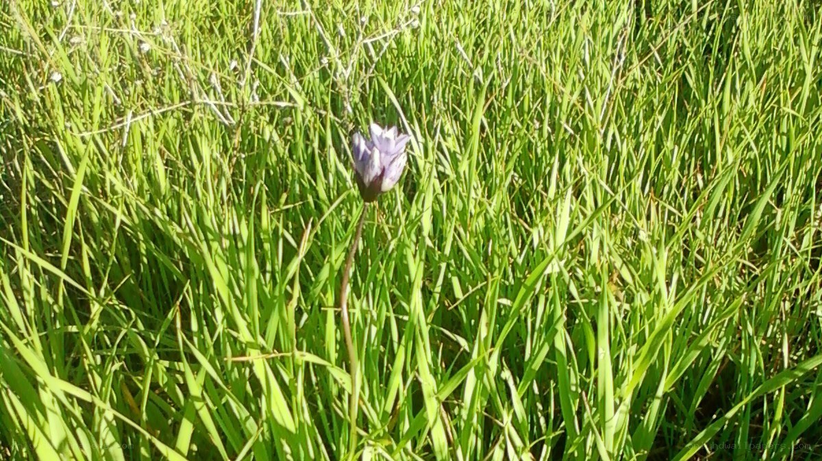 Purple flower in green grass