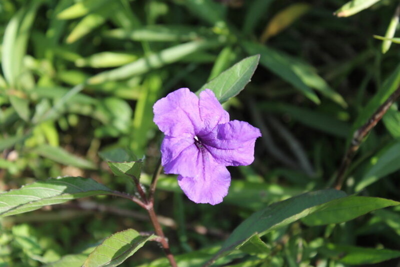 Purple Flower in Green Leaves