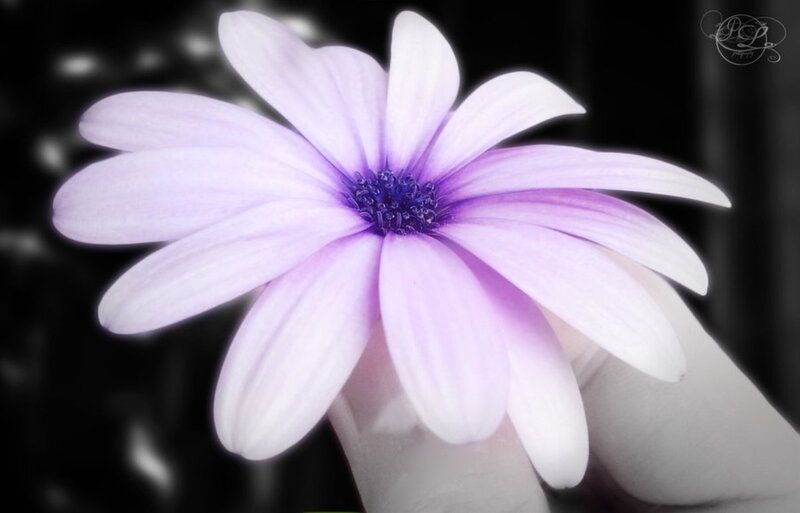 Purple Flower in Hand — Serene