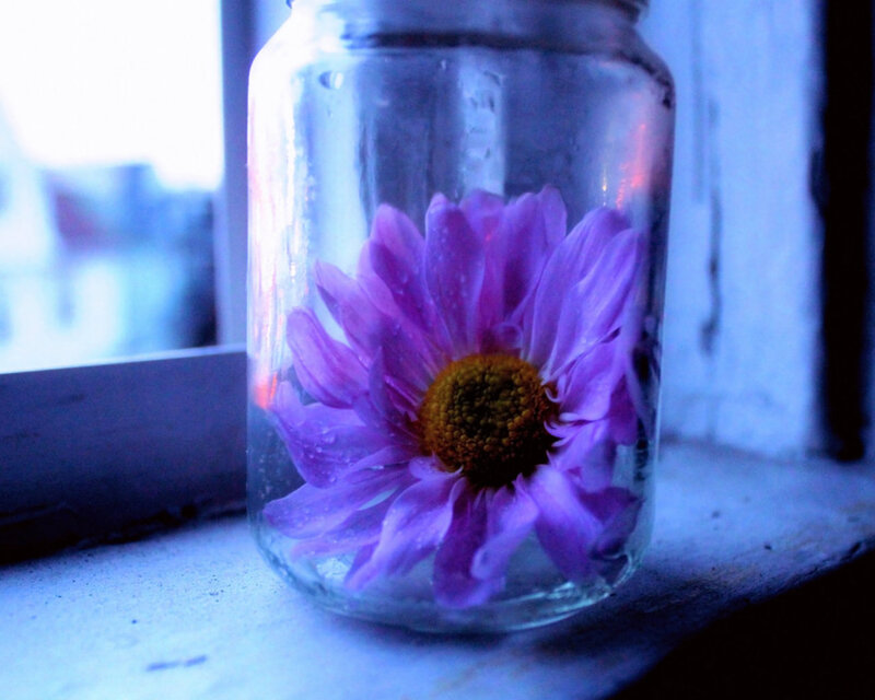 Purple Flower in Jar — Calm