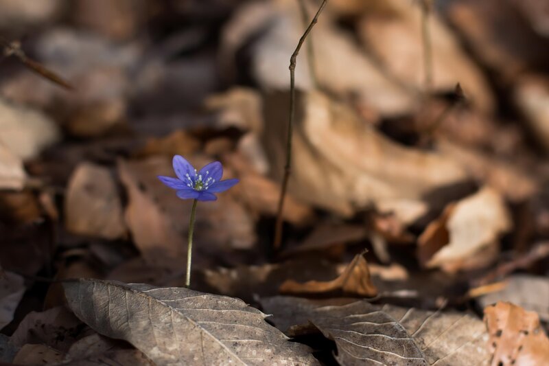 Purple Flower in Leaves — Blue