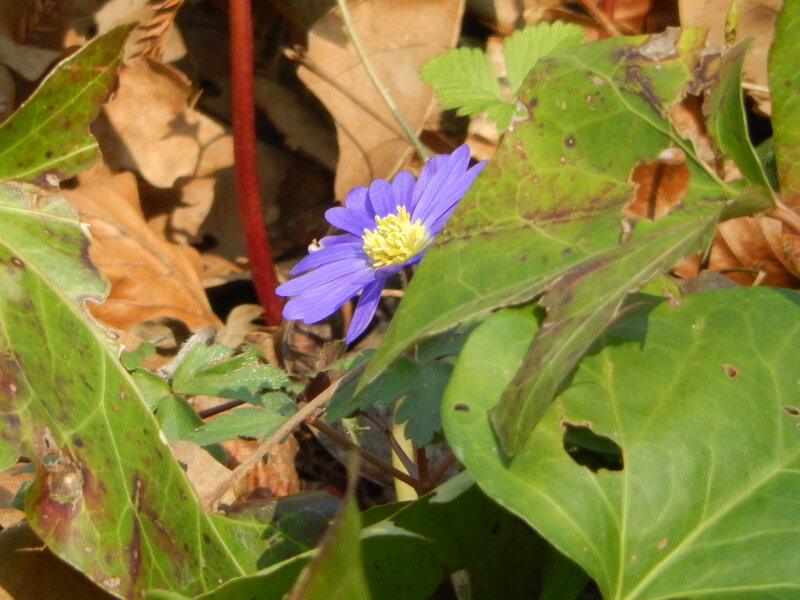 Purple Flower in Leaves