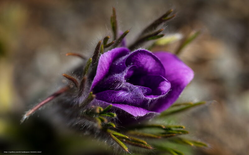 Purple flower in macro