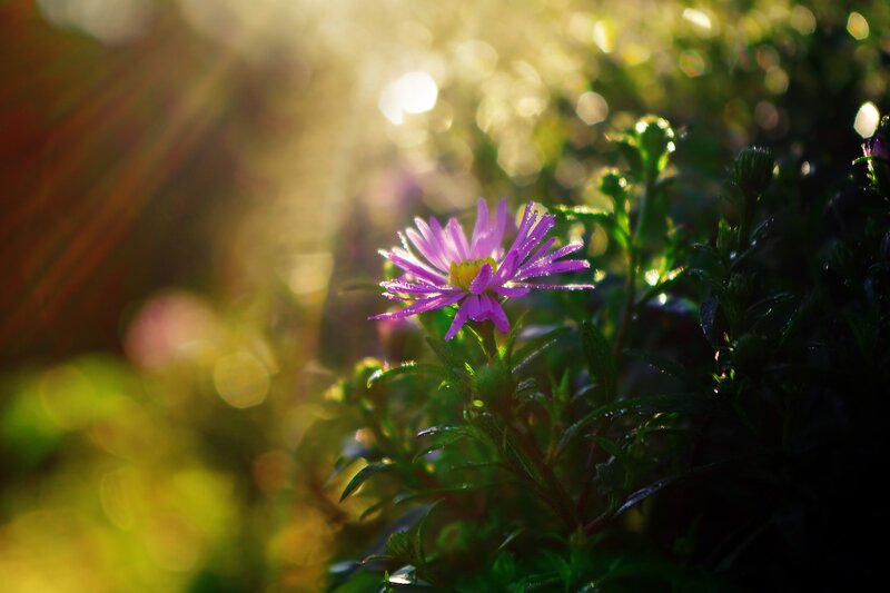 Purple flower in morning light
