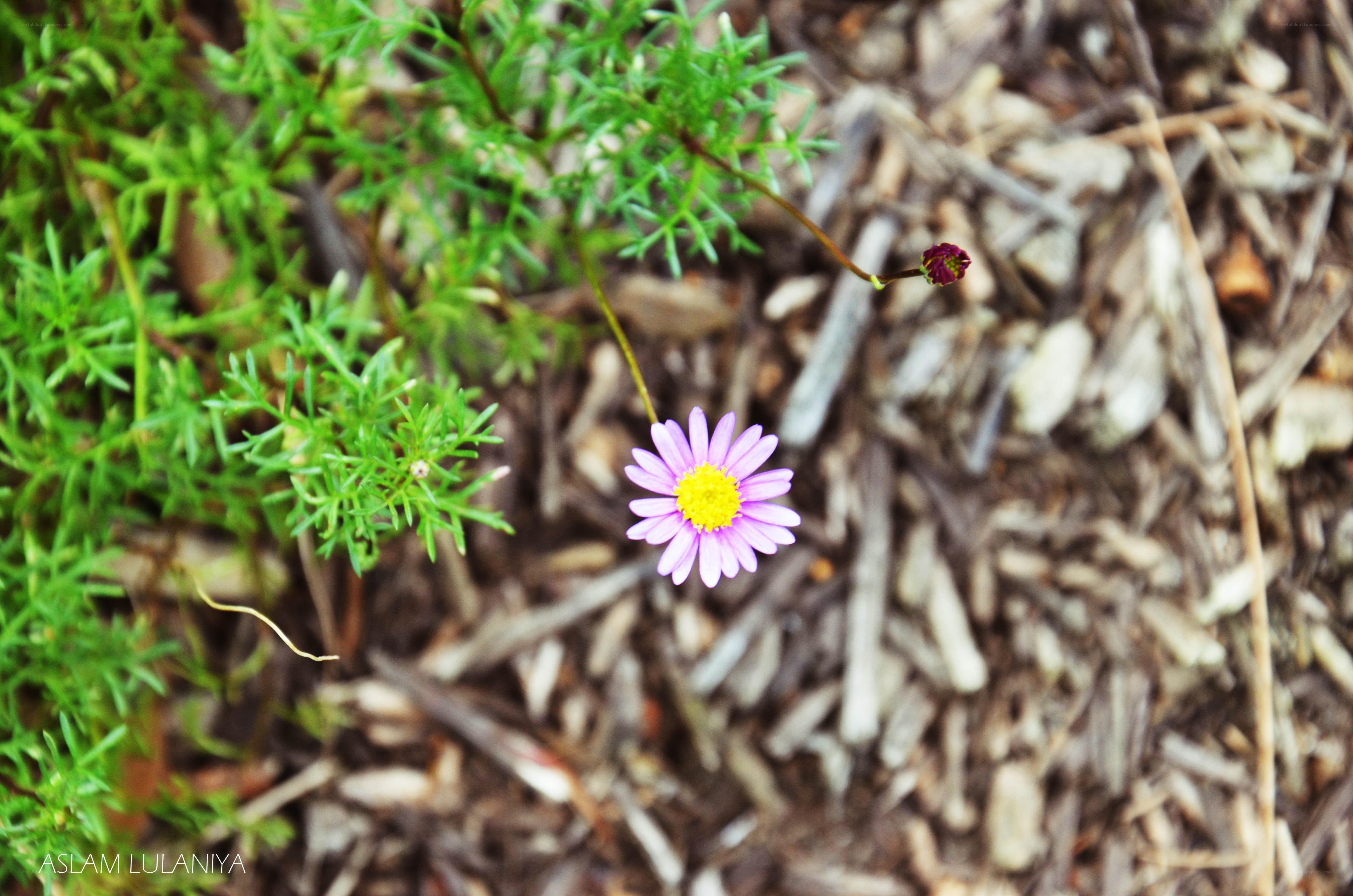 purple flower in mulch