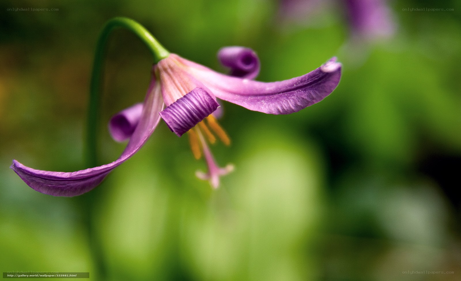 Purple flower in nature