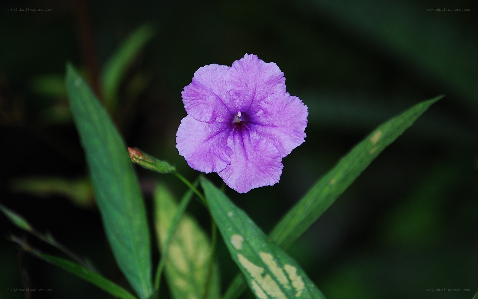 purple flower in nature