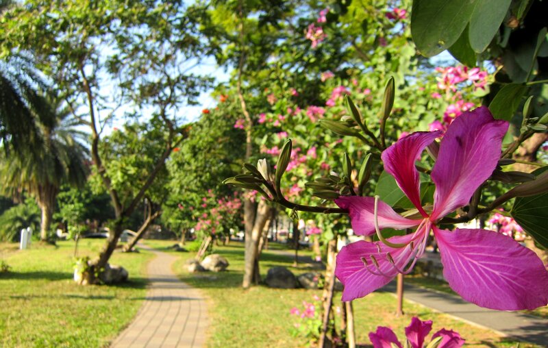Purple Flower in Park