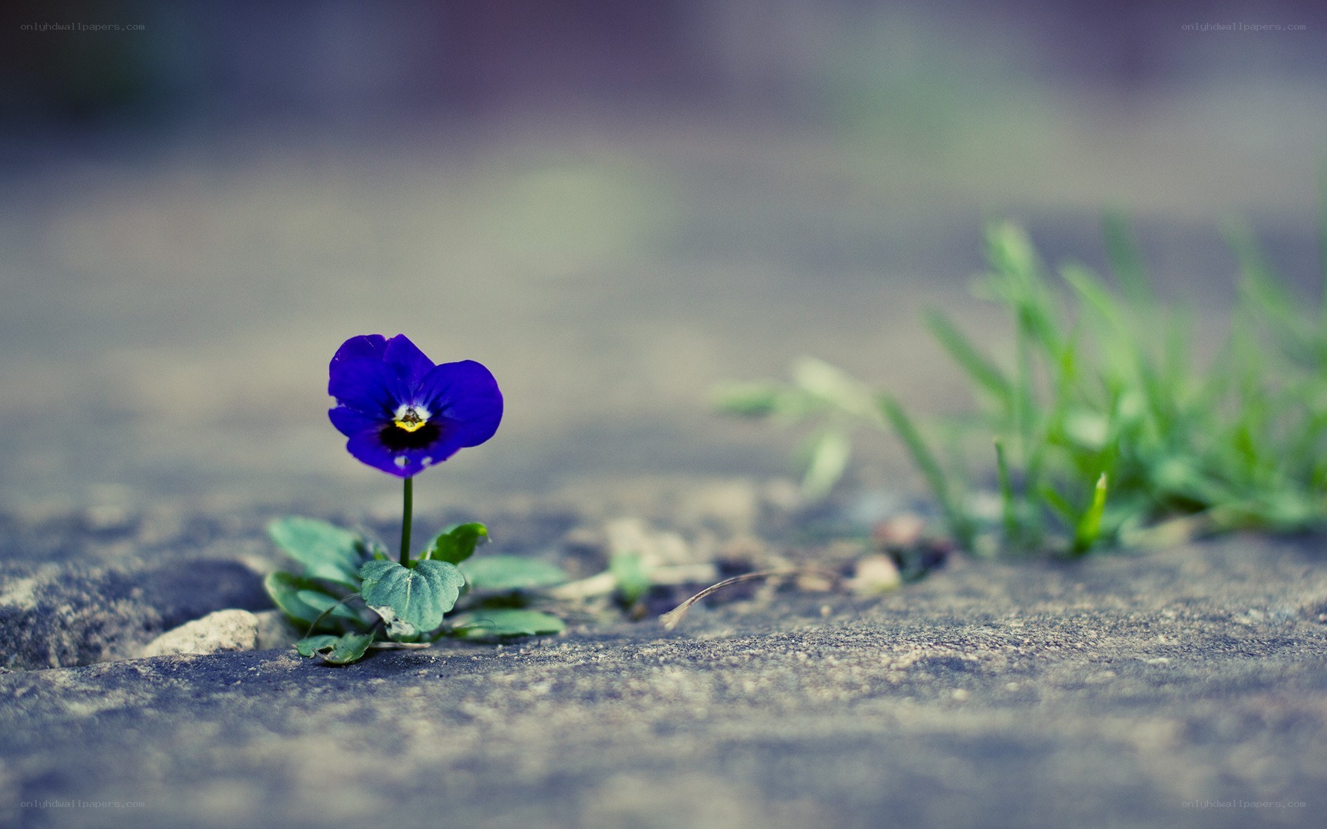 purple flower in pavement crack