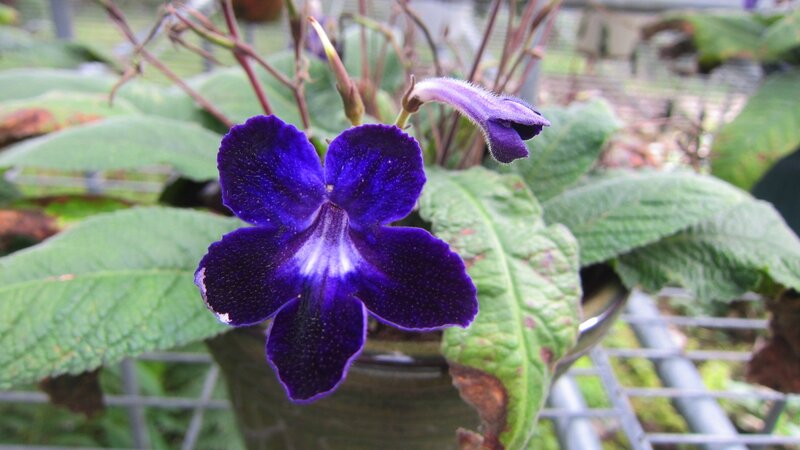 Purple Flower in Pot — Calm