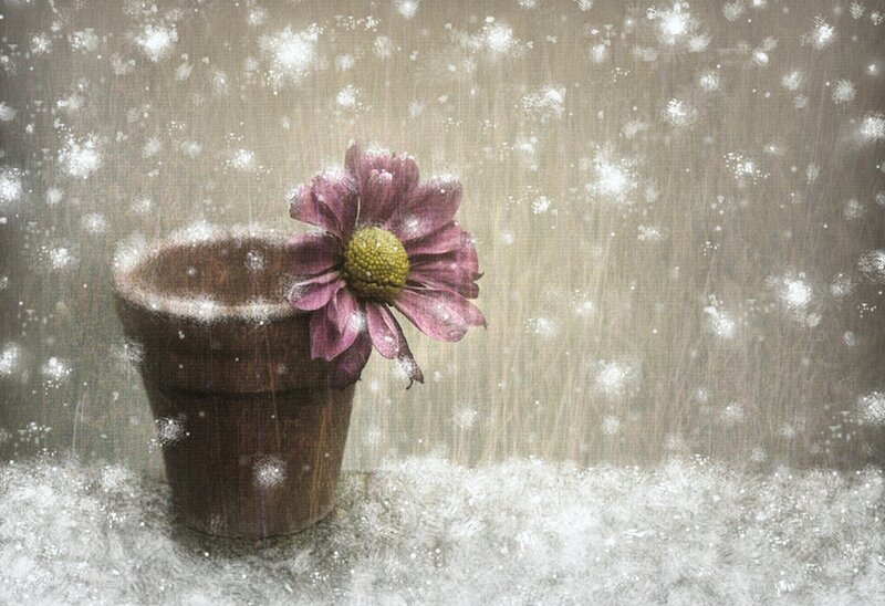 Purple Flower in Pot — Melancholic
