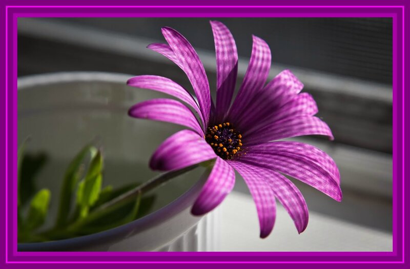 Purple Flower in Pot