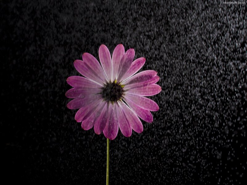 Purple flower in rain