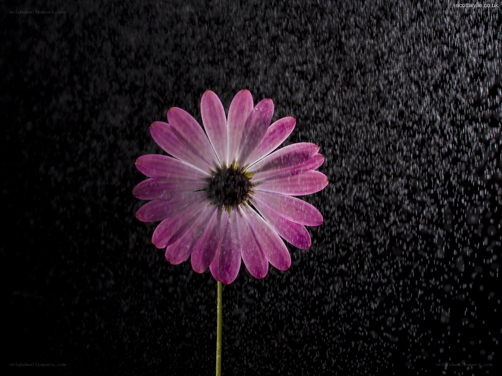 Purple flower in rain