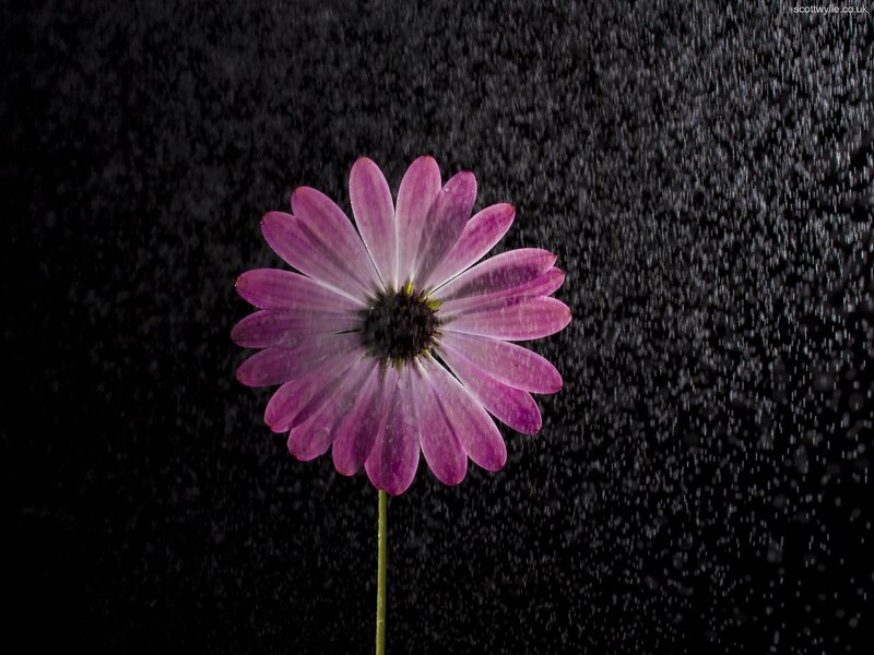 Purple flower in rain