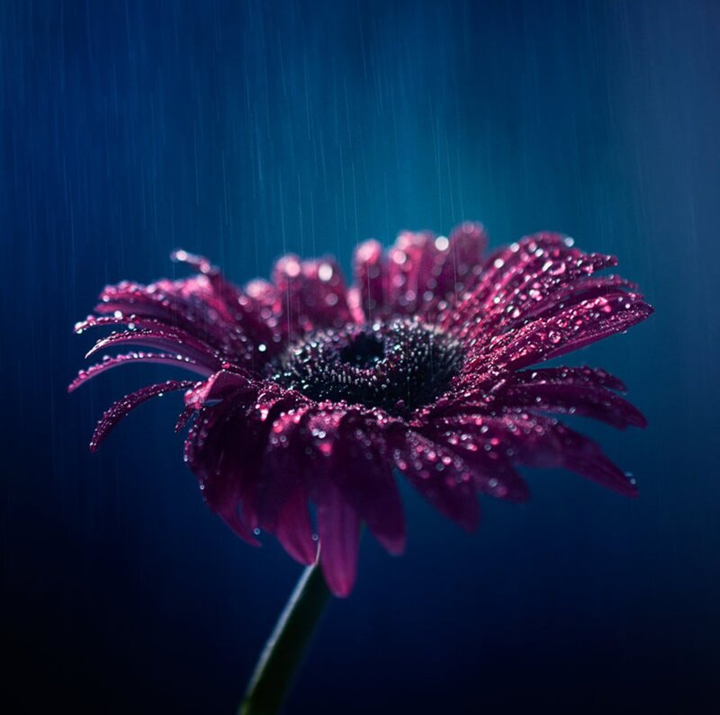 Purple Flower in Rain — Dramatic, Night