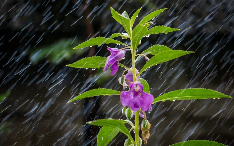 Purple Flower in Rain — Dramatic, Photograph, Leaves
