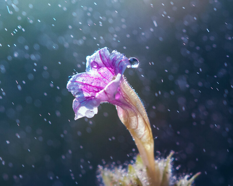 Purple Flower in Rain — Dramatic, Photograph
