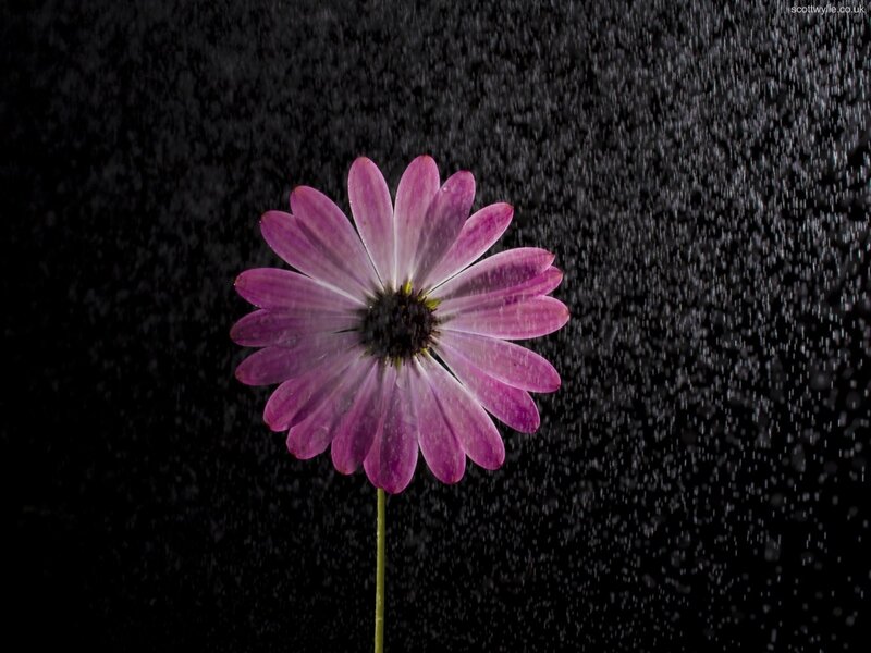 Purple Flower in Rain — Dramatic