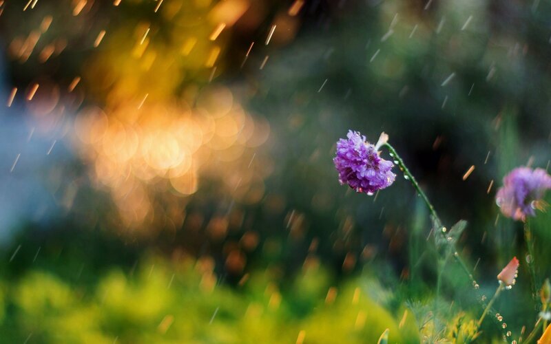 Purple Flower in Rain — Serene, Sunset